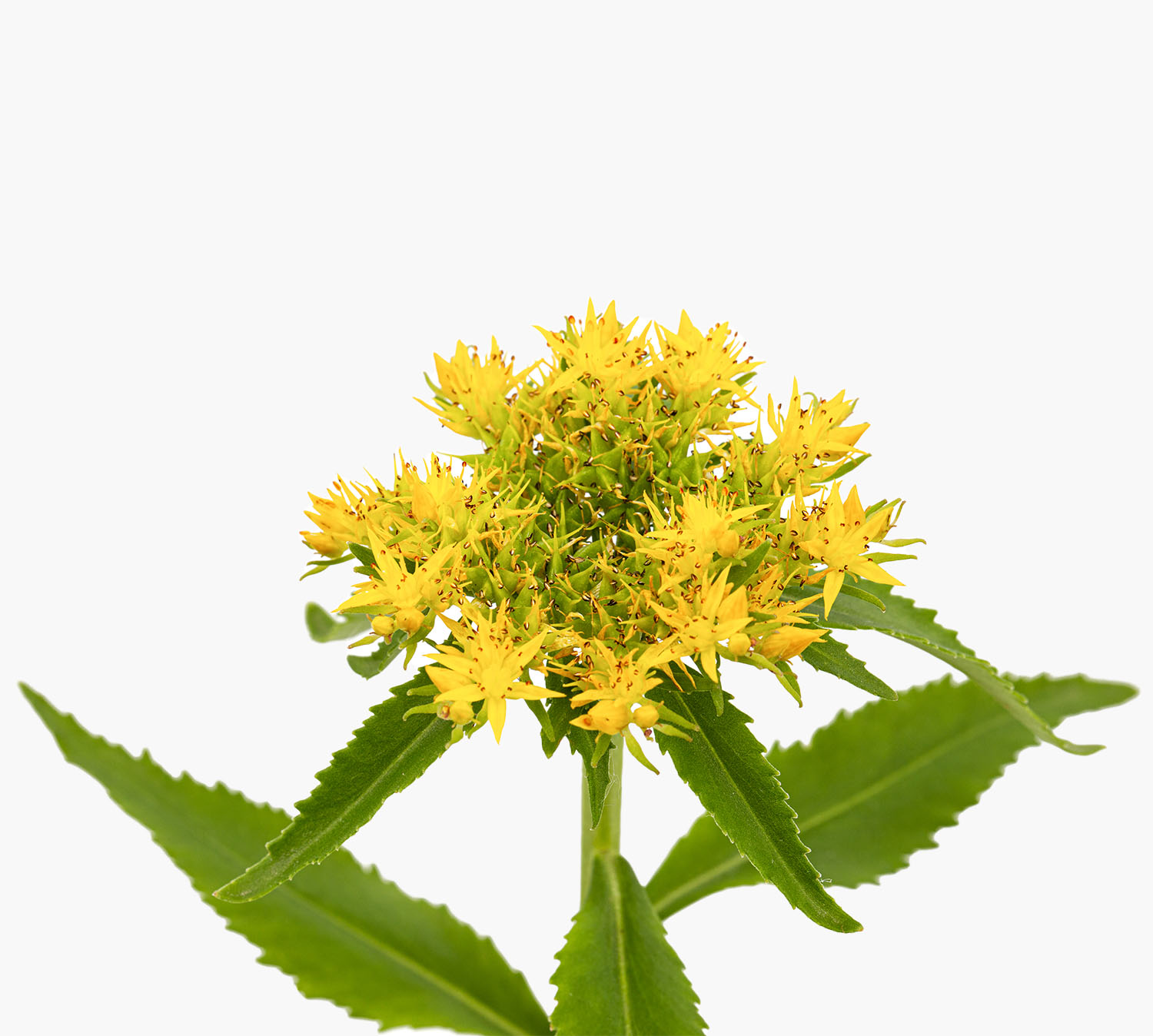 rhodiola rosea detail